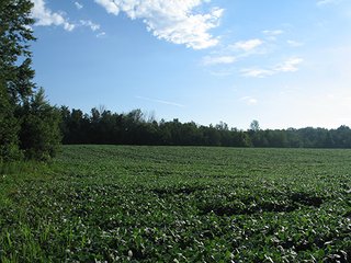 Property photo 11 - 80+/- Acres Land Auction offered in 5 Tracts